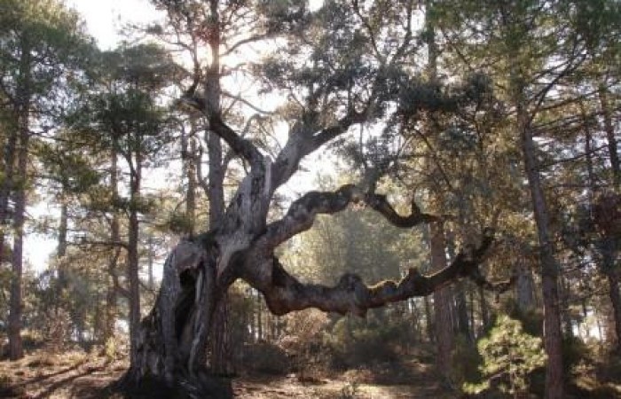 Carrasca de la centella